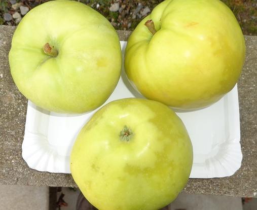 ÆBLE, TRANSPARENT BLANC (Augustæble), MALUS DOMESTICA
